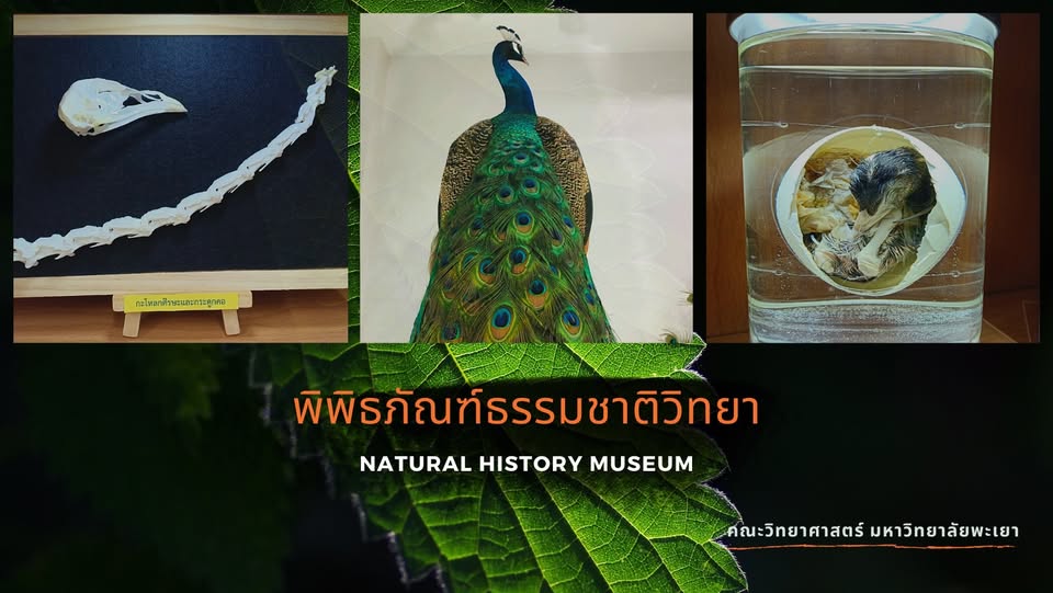 11.2.3 พื้นที่การเรียนรู้ พิพิธภัณฑ์ นิทรรศการ